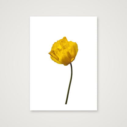 Yellow Poppy No 1 — 50×70cm, 20×28" Print only