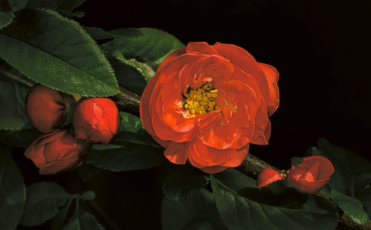 Japanese flowering quince: a blossom captured in dramatic expression