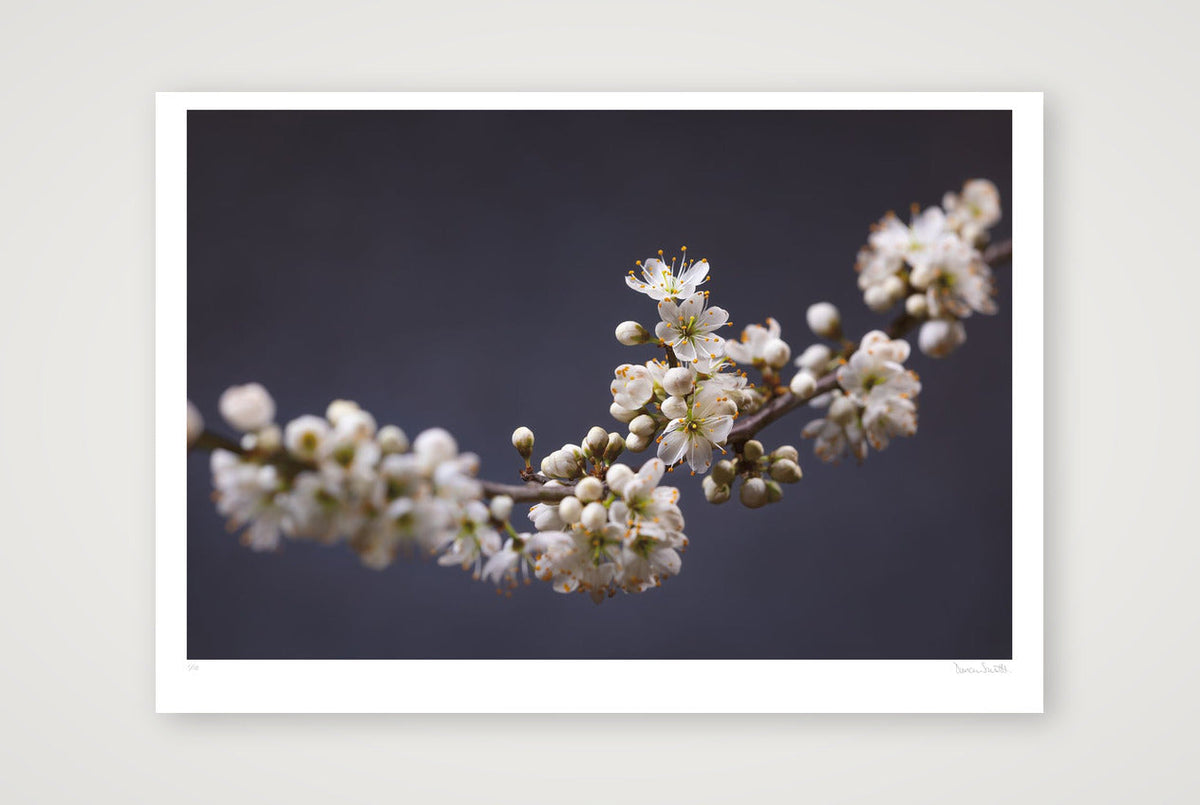 Blackthorn Bough — 100×70cm, 39×28" Print only