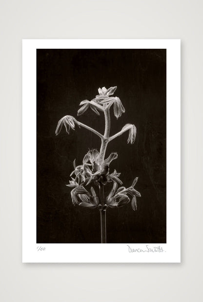 Horse Chestnut Stem No 2 — A3 (30×42cm, 12×17") Print only