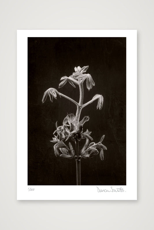Horse Chestnut Stem No 2 — A3 (30×42cm, 12×17") Print only