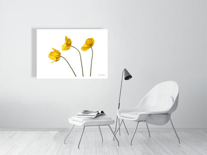  giclée print of Yellow Poppy Triplet botanical photograph by Botanographia