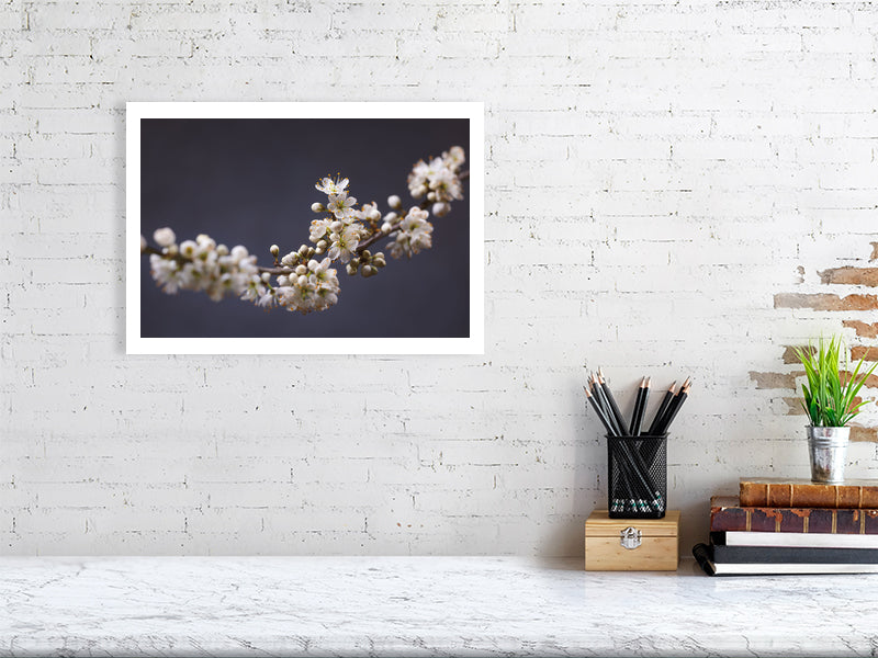A3 giclée print of Blackthorn Bough botanical photograph by Botanographia