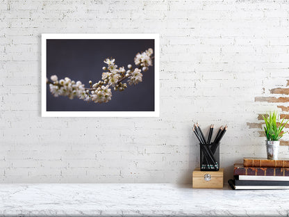 A3 giclée print of Blackthorn Bough botanical photograph by Botanographia