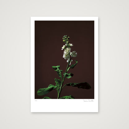 Stock Stem — A3 (30×42cm, 12×17") Print only