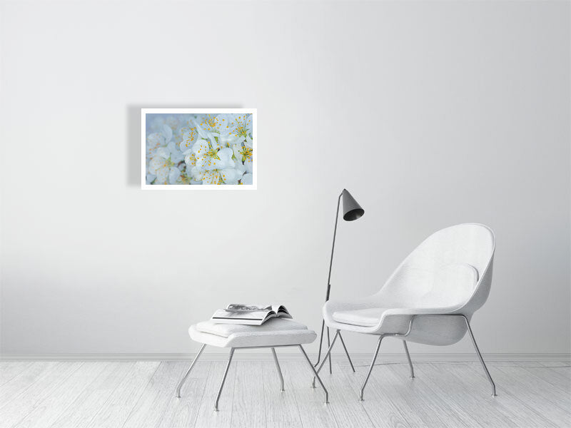 A2 giclée print of Plum Blossom Dew botanical photograph by Botanographia
