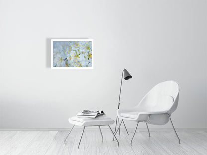 A2 giclée print of Plum Blossom Dew botanical photograph by Botanographia