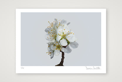 Victoria Plum Blossom No 1 — 70×50cm, 28×20" Print only