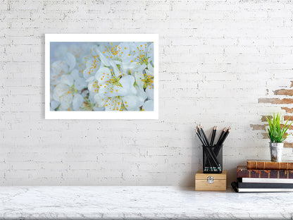 400×300mm giclée print of Plum Blossom Dew botanical photograph by Botanographia