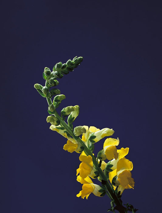 Snapdragon Stem