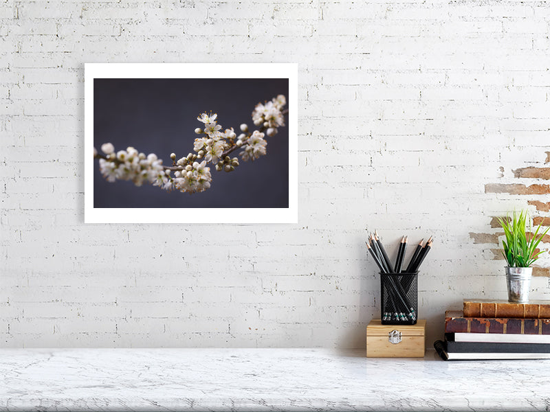 400×300mm giclée print of Blackthorn Bough botanical photograph by Botanographia