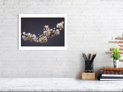 400×300mm giclée print of Blackthorn Bough botanical photograph by Botanographia