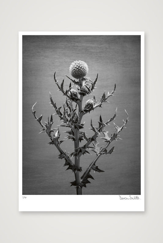 Echinops Study — 70×100cm, 28×39" Print only