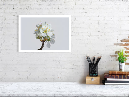 A3 giclée print of Victoria Plum Blossom No2 botanical photograph by Botanographia