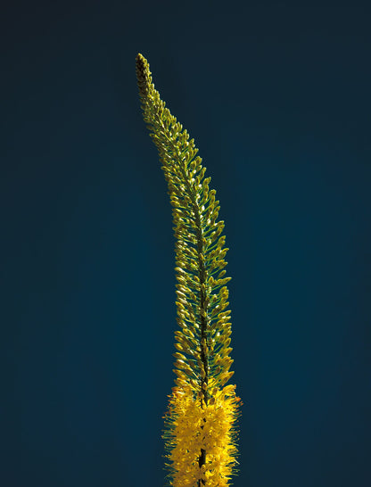 Vertical photographic study of yellow foxtail lily on a striking blue background