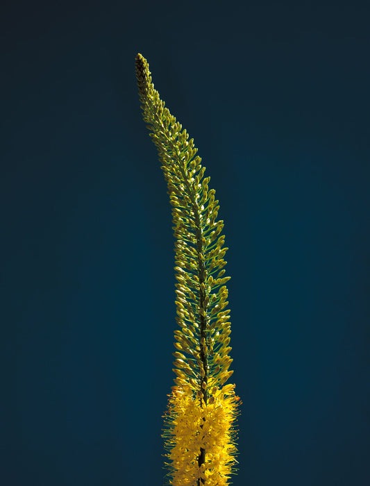 Vertical photographic study of yellow foxtail lily on a striking blue background