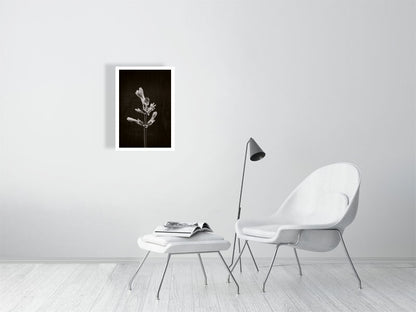 A2 giclée print of Horse Chestnut Stem No1 botanical photograph by Botanographia