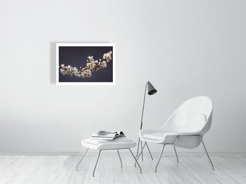 700×500mm giclée print of Blackthorn Bough botanical photograph by Botanographia
