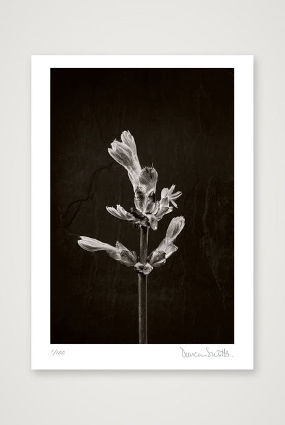 Horse Chestnut Stem No 1 — A4 (21×30cm, 8×12") Print only