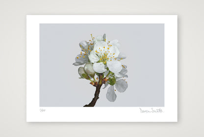 Victoria Plum Blossom No 2 — A3 (42×30cm, 17×12") Print only