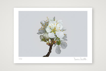Victoria Plum Blossom No 2 — A4 (30×21cm, 12×8") Print only